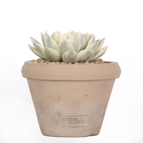 Echeveria Mira f. variegata Ø 14 cm