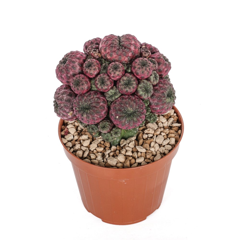 Sulcorebutia rauschii Ø 12 cm