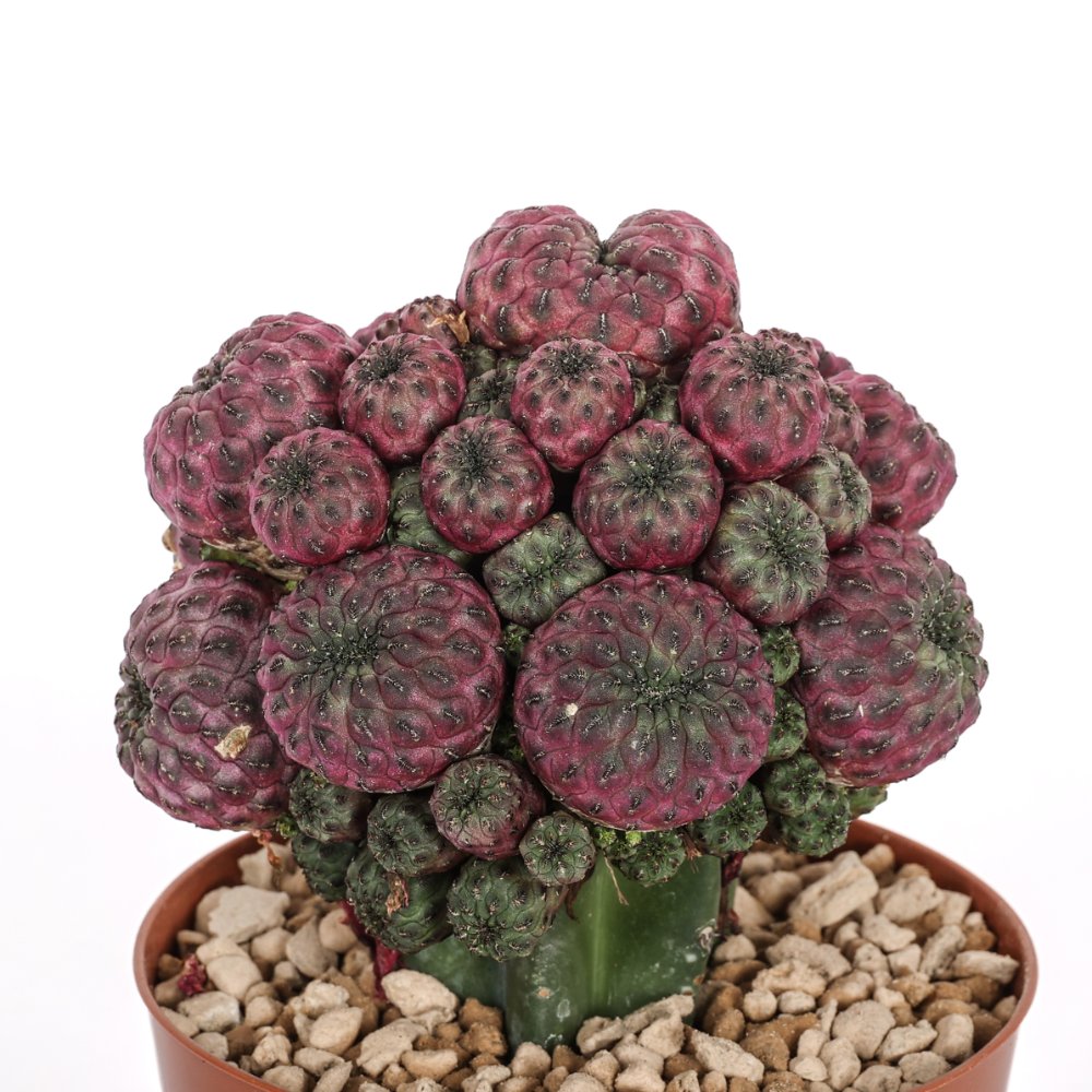 Sulcorebutia rauschii Ø 12 cm