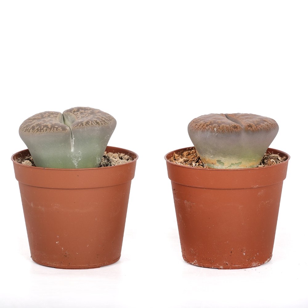 Lithops sp. (Living stones) Ø 7,5 cm