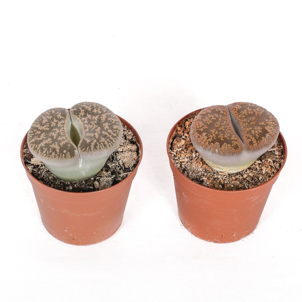 Lithops sp. (Living stones) Ø 7,5 cm