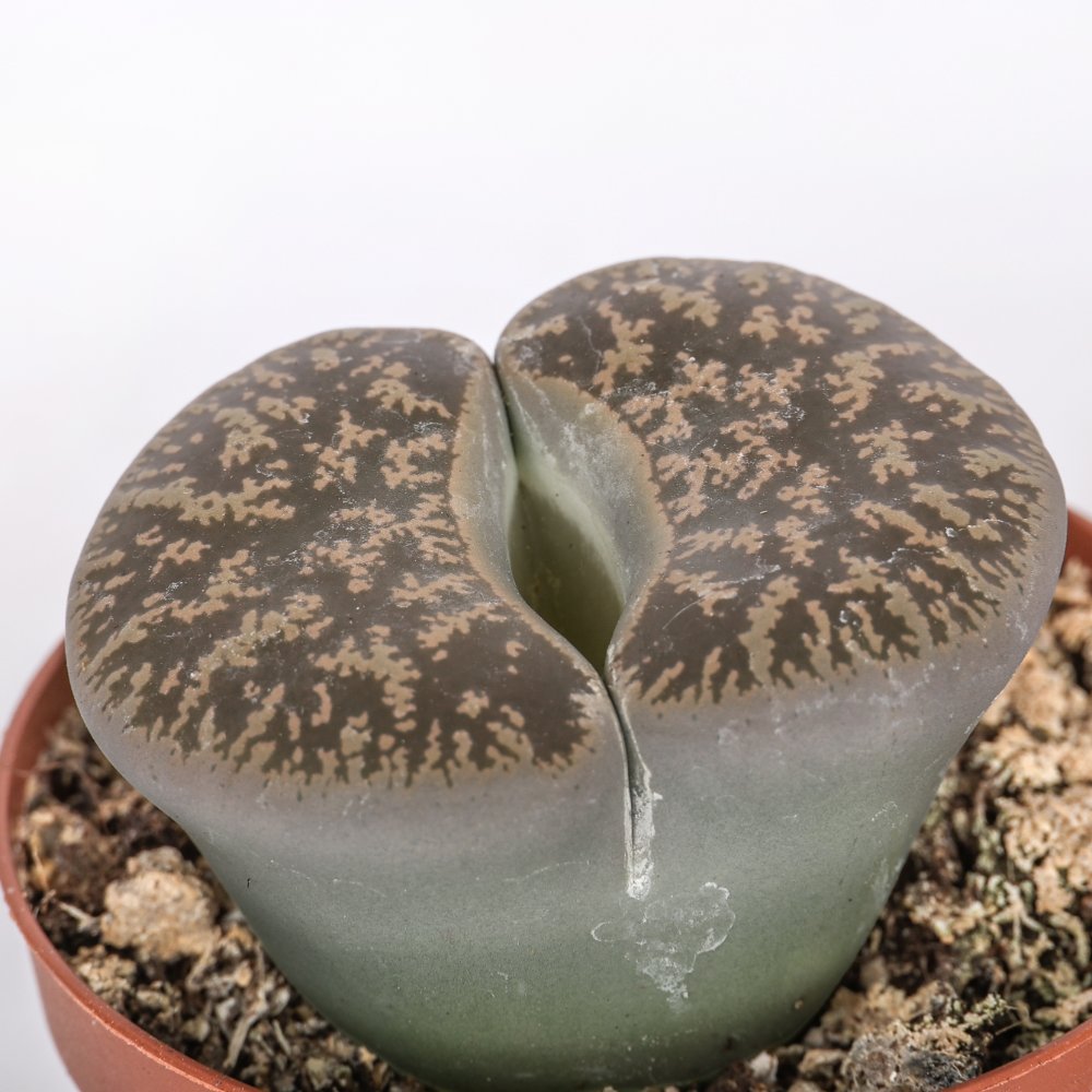 Lithops sp. (Living stones) Ø 7,5 cm