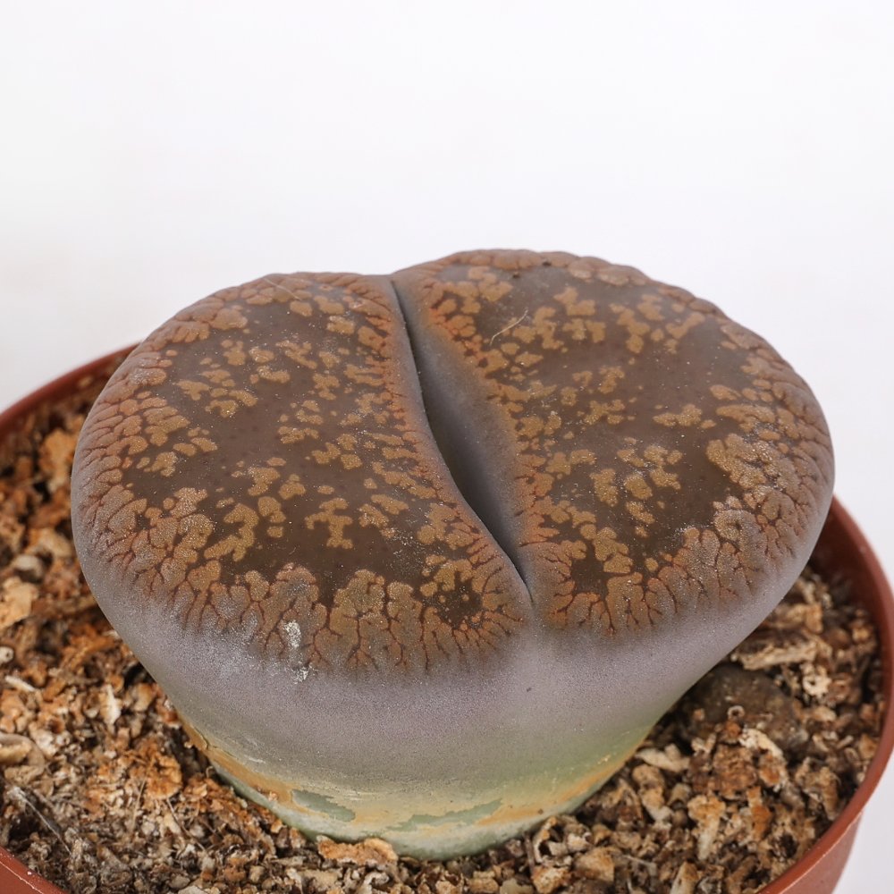 Lithops sp. (Living stones) Ø 7,5 cm