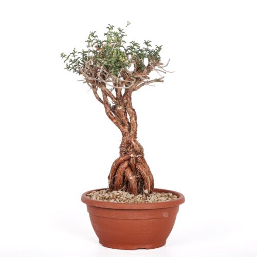 Mestoklema tuberosum Ø 20 cm