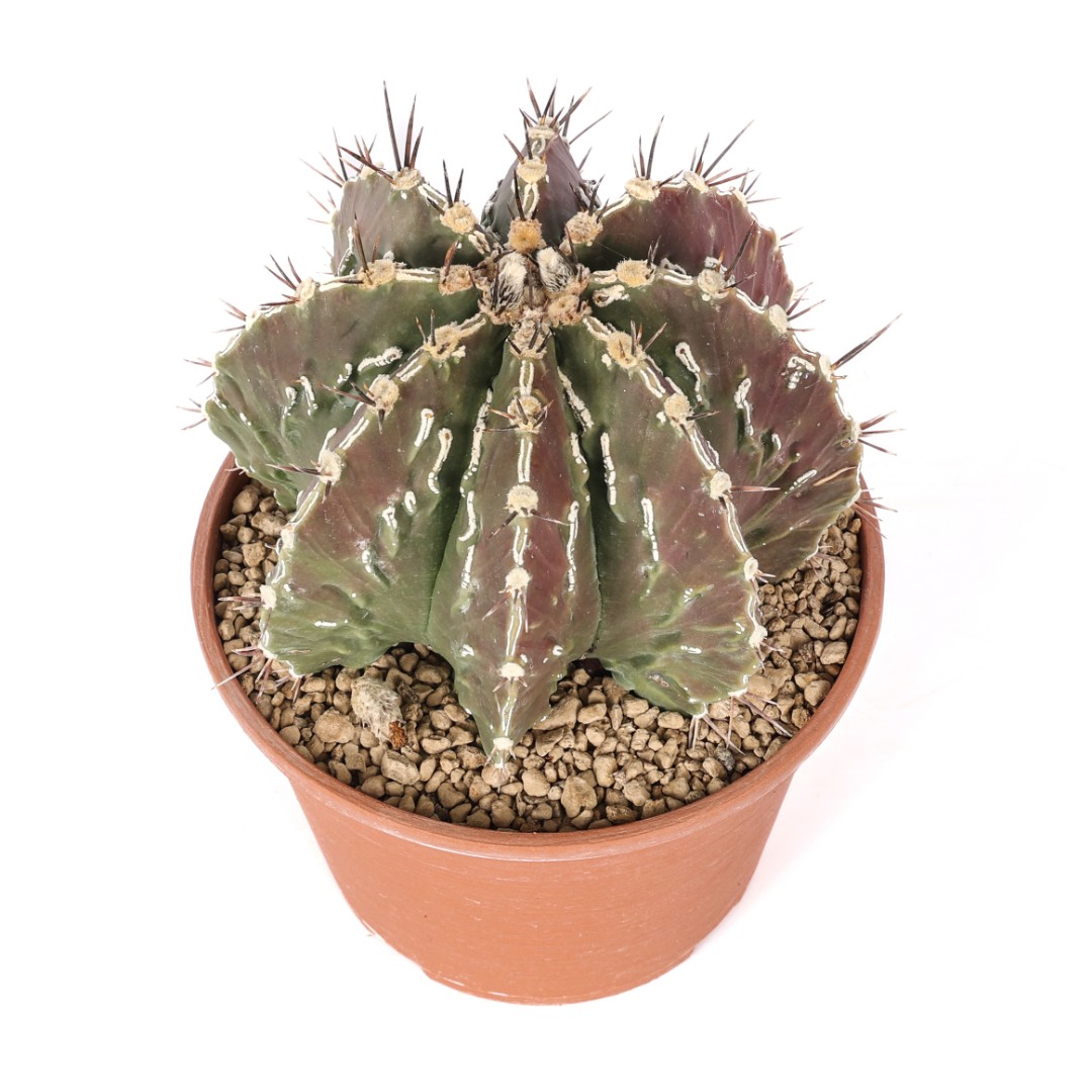 Astrophytum ornatum x fukuryu Ø 20 cm