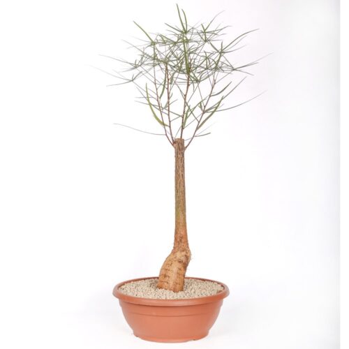 Brachychiton rupestris (Queensland bottle tree) Ø 30 cm