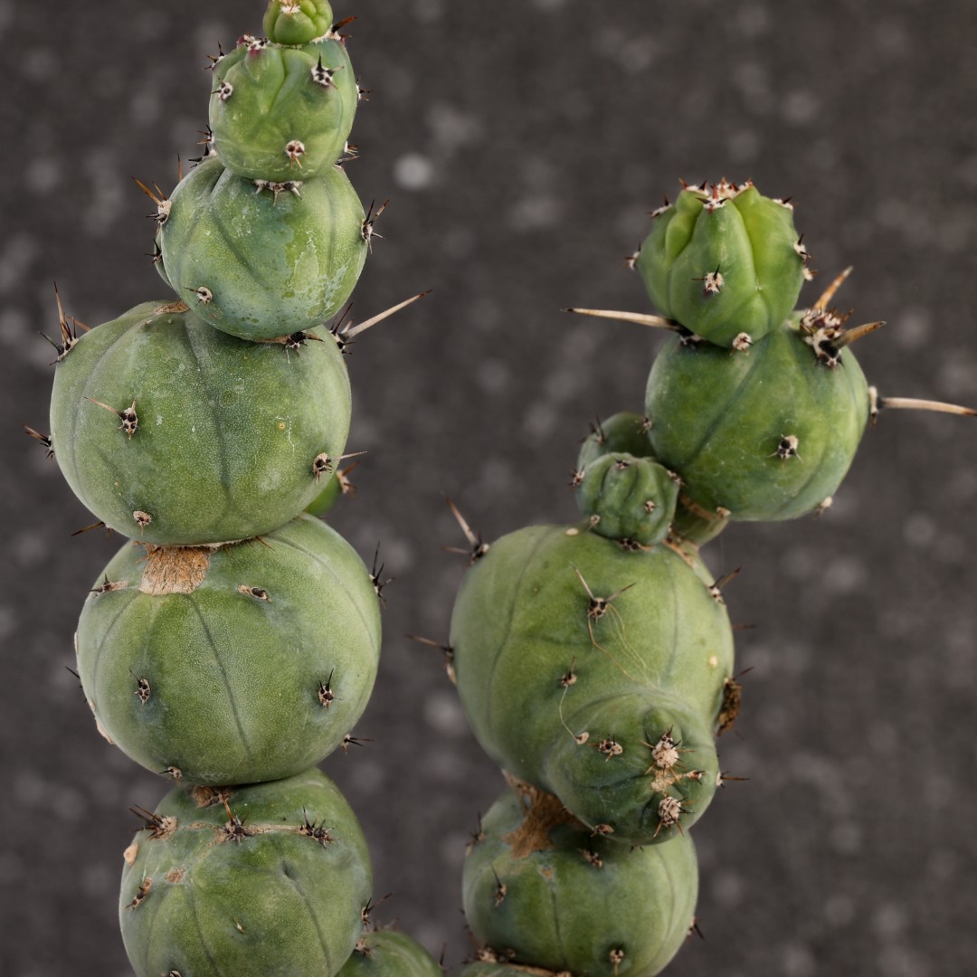 Myrtillocactus geometrizans 'Stacker' Ø 14 cm