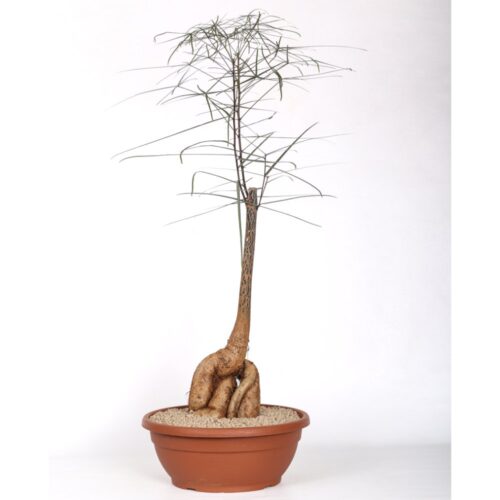 Brachychiton rupestris (Queensland bottle tree) large caudex Ø 30 cm