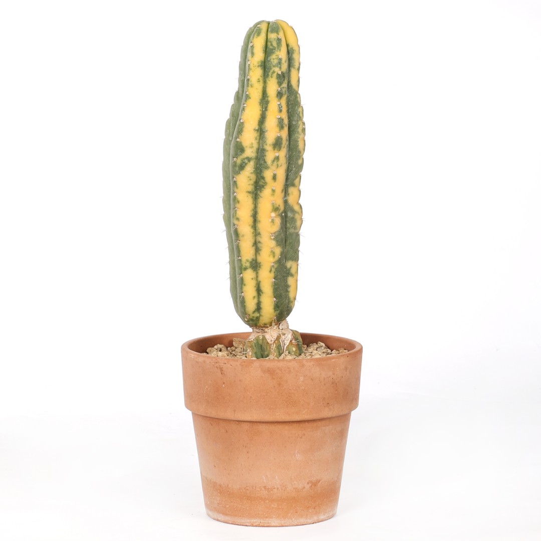 Trichocereus pachanoi f. variegata Ø 14 cm
