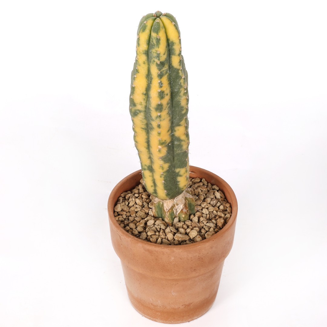 Trichocereus pachanoi f. variegata Ø 14 cm