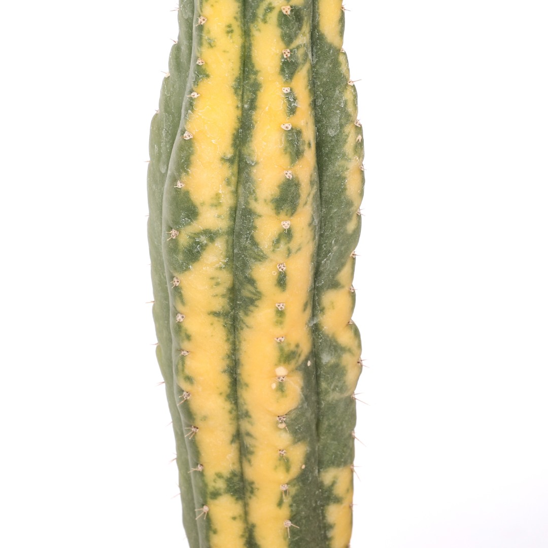 Trichocereus pachanoi f. variegata Ø 14 cm