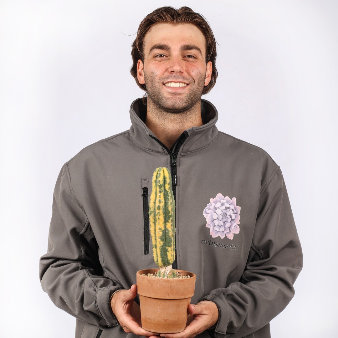 Trichocereus pachanoi f. variegata Ø 14 cm