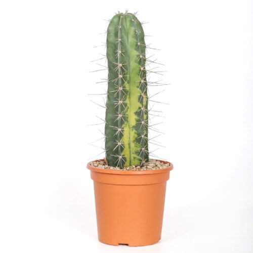Stenocereus stellatus f. variegata Ø 18 cm