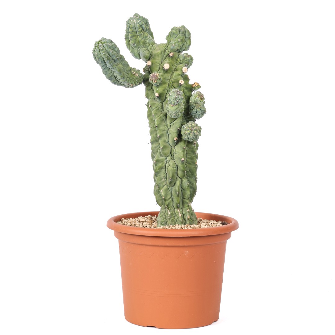 Myrtillocactus geometrizans 'Glorp' Ø 25 cm