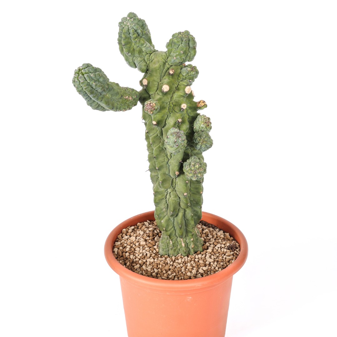 Myrtillocactus geometrizans 'Glorp' Ø 25 cm