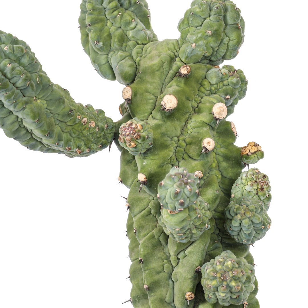 Myrtillocactus geometrizans 'Glorp' Ø 25 cm