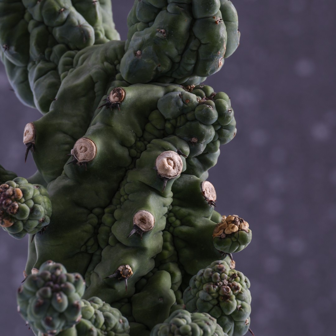 Myrtillocactus geometrizans 'Glorp' Ø 25 cm