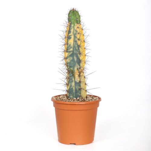 Stenocereus griseus f. variegata Ø 17 cm