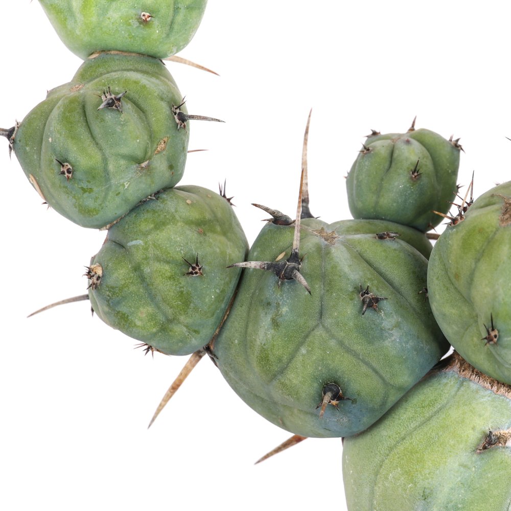 Myrtillocactus geometrizans ‘Stacker’ Ø 15 cm