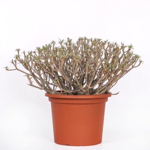 Euphorbia balsamifera Ø 30