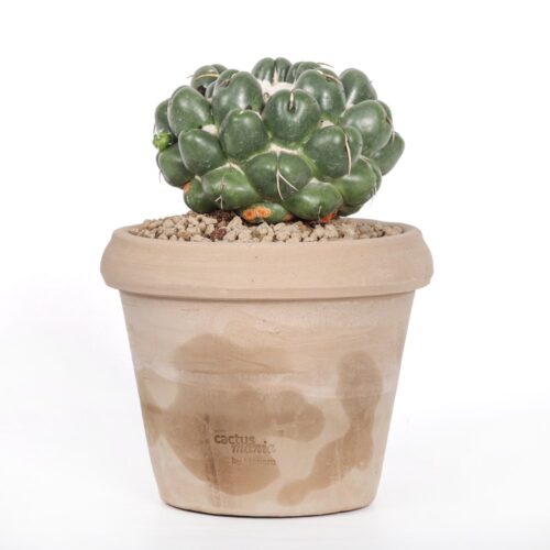 Coryphantha elephantidens cv. Tanshi Zougemaru inermis Ø 18 cm