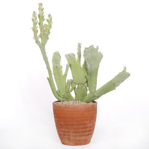 Senecio anteuphorbium f. crestata Ø 18