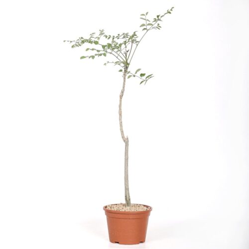 Moringa drouhardii Ø 16 cm
