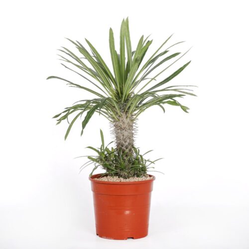 Pachypodium lamerei (Madagascar Palm) Ø 17 cm