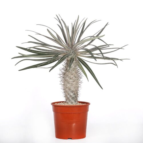Pachypodium geayi Ø 17