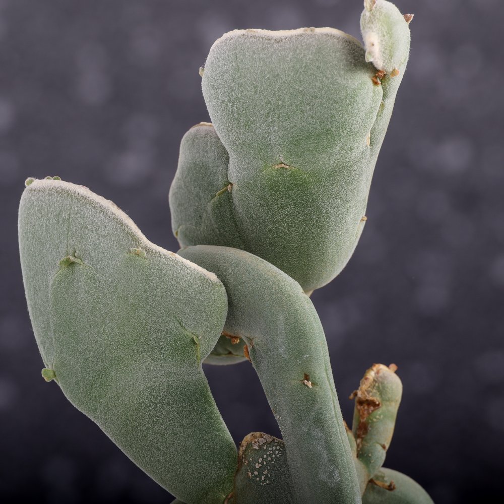 Pedilanthus macrocarpus f. crestata Ø 14