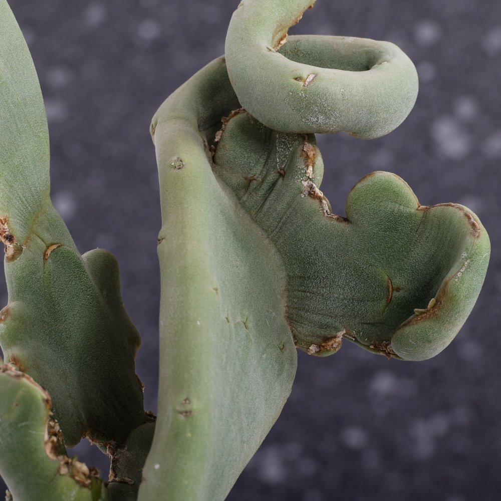 Pedilanthus macrocarpus f. crestata Ø 17