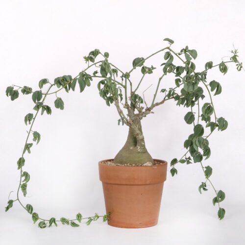 Adenia glauca Ø 21
