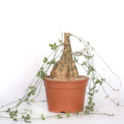 Momordica rostrata Ø 20