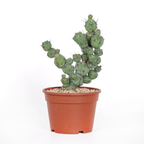 Myrtillocactus geometrizans ‘Stacker’ Ø 20