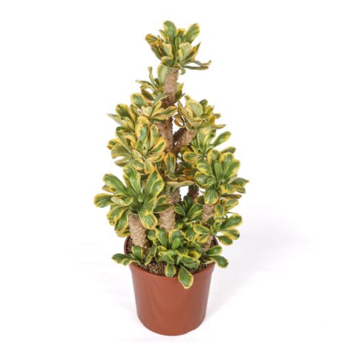 Euphorbia poissonii f. variegata Ø 24 cm