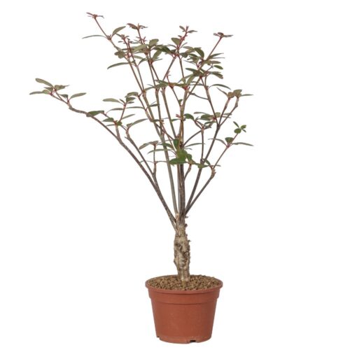 Euphorbia bongolavensis Ø 16 cm