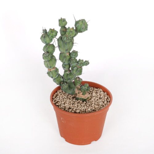 Myrtillocactus geometrizans ‘Stacker’ Ø 20