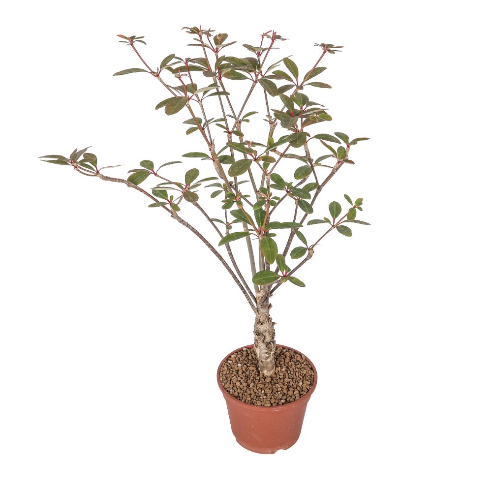 Euphorbia bongolavensis Ø 16 cm