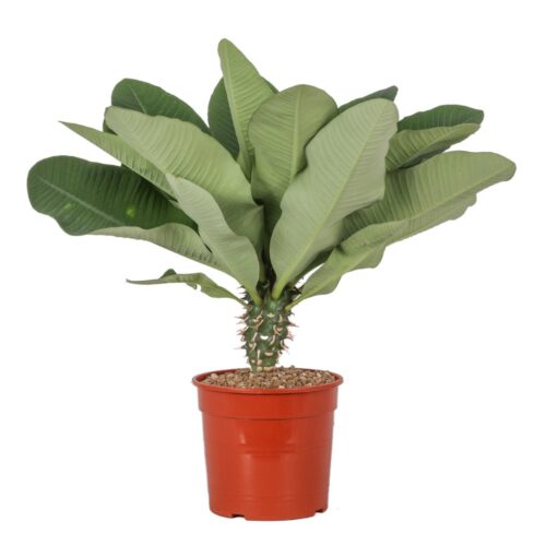 Euphorbia viguieri Ø 17 cm