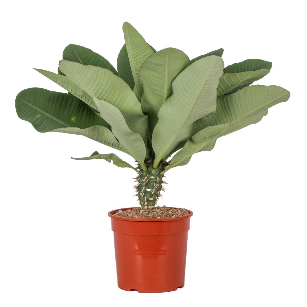 Euphorbia viguieri Ø 17 cm