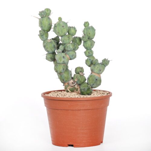 Myrtillocactus geometrizans ‘Stacker’ Ø 20