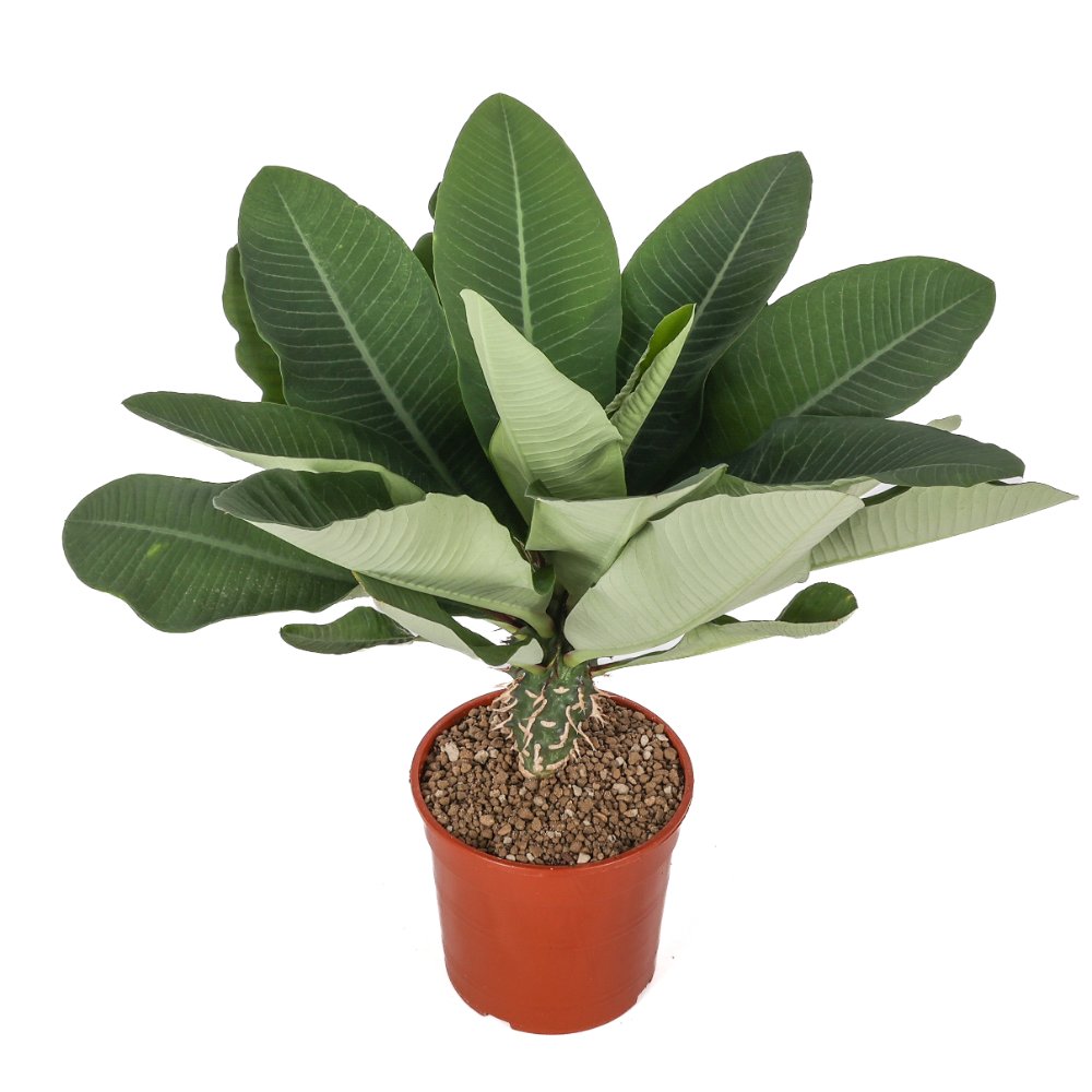 Euphorbia viguieri Ø 17 cm