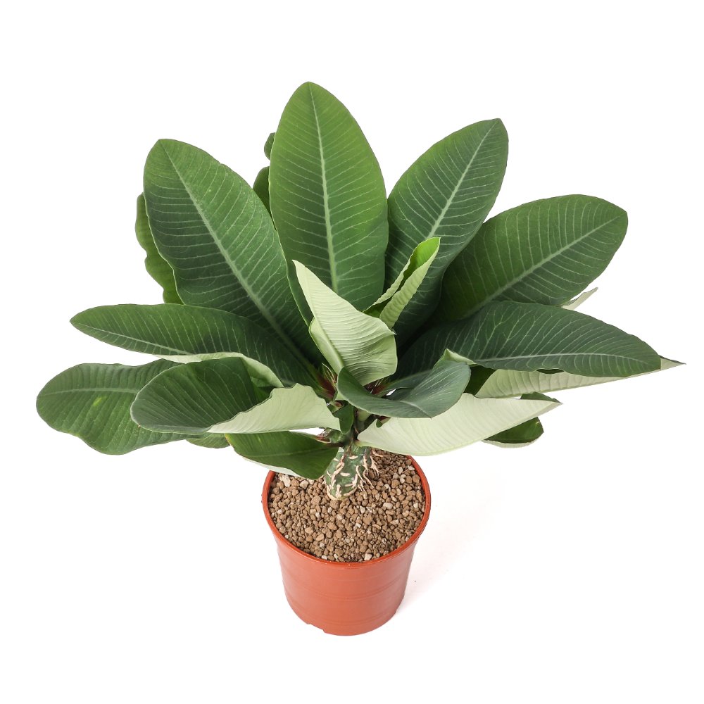 Euphorbia viguieri Ø 17 cm