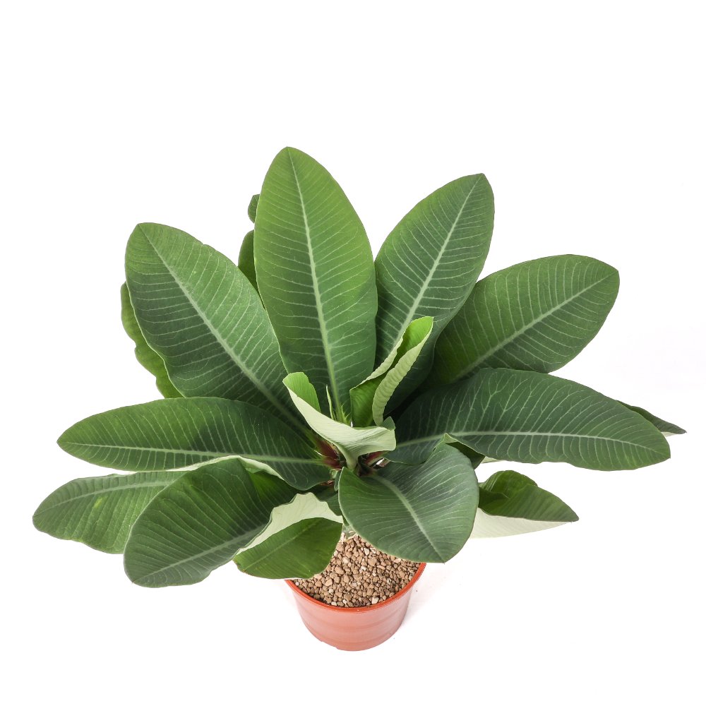 Euphorbia viguieri Ø 17 cm