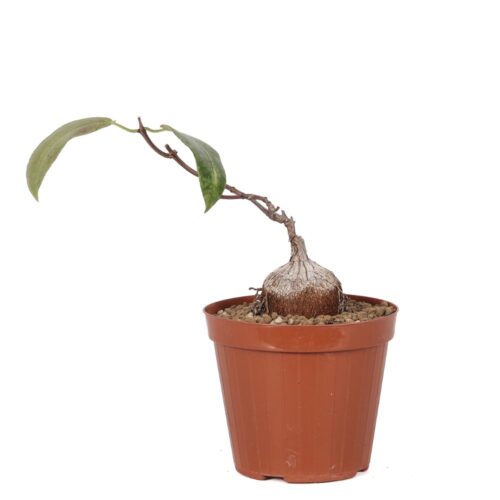 Fockea natalensis Ø 15 cm