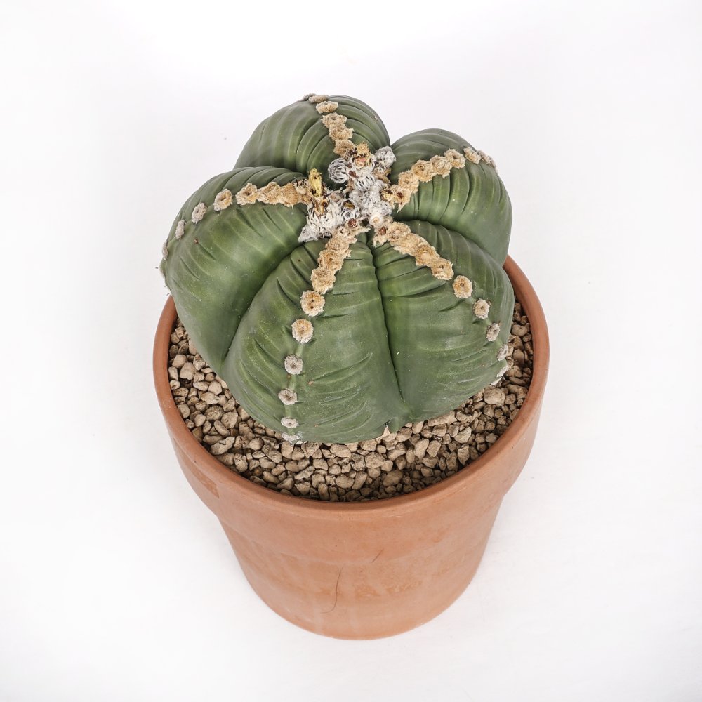 Astrophytum myriostigma cv. kikko nudum Ø 21