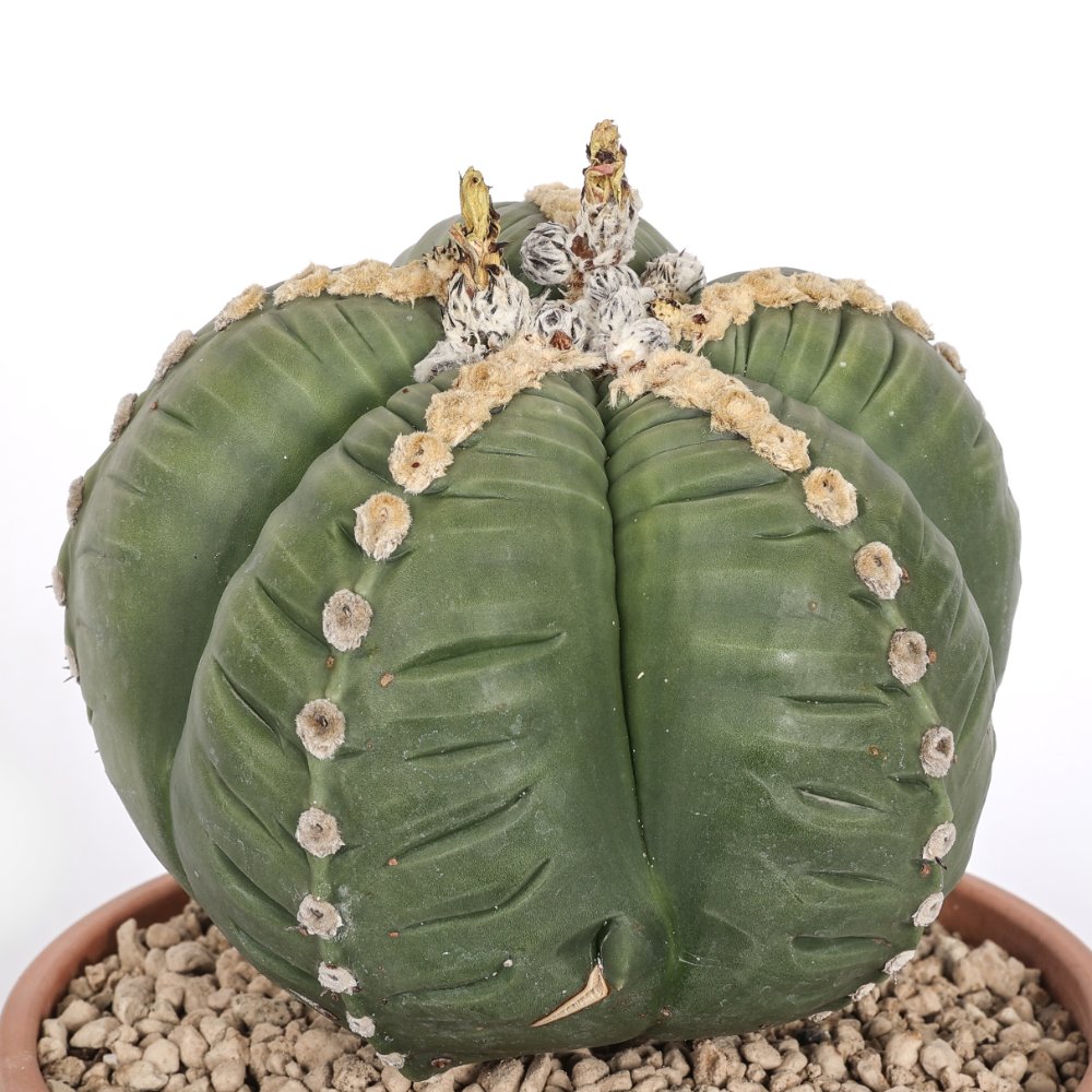 Astrophytum myriostigma cv. kikko nudum Ø 21