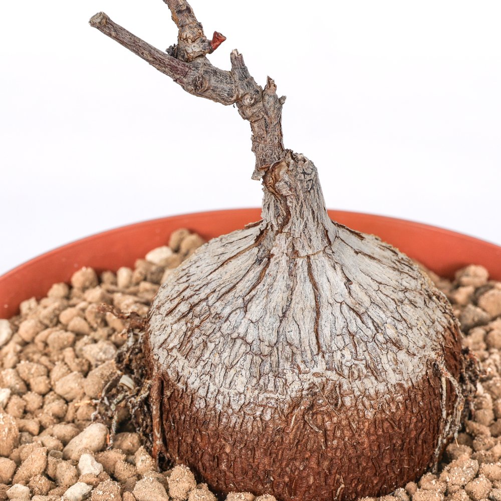 Fockea natalensis Ø 15 cm