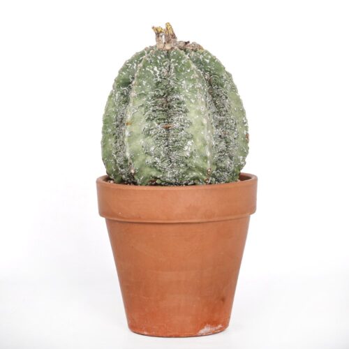 Astrophytum myriostigma fukuryu Ø 18