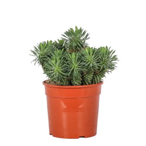 Euphorbia Sotetsu Kirin Ø 17 cm